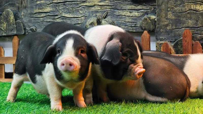  菜场里的低价迷局：生猪价格跌入谷底的逻辑推演 股票财经