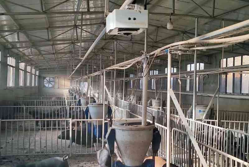  菜场里的低价迷局：生猪价格跌入谷底的逻辑推演 股票财经