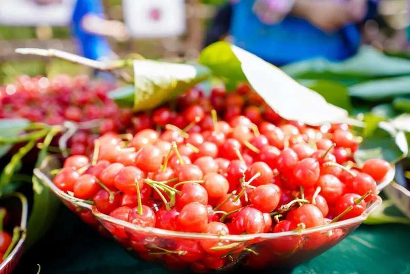  从1.2万亩到农文旅IP：镇宁樱桃采摘旅游季八年进阶路径深度复盘 文化旅游